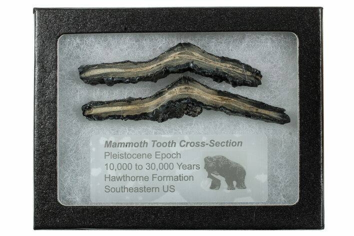 Mammoth Molar Slices with Case - South Carolina #263457